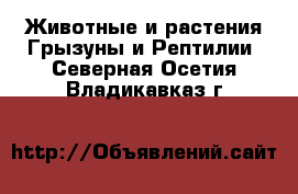 Животные и растения Грызуны и Рептилии. Северная Осетия,Владикавказ г.